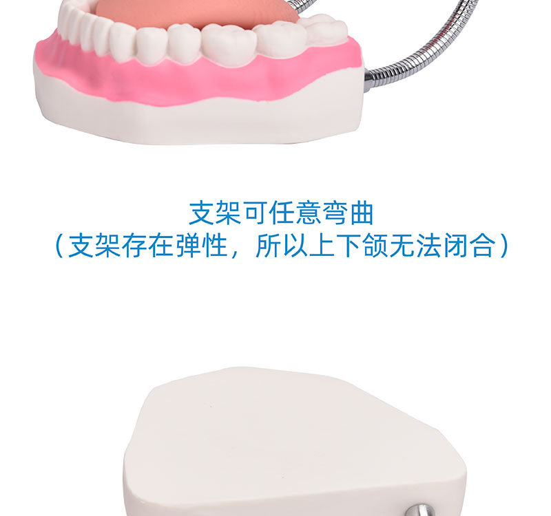 牙齒模型 幼兒口腔護理教學的重要工具